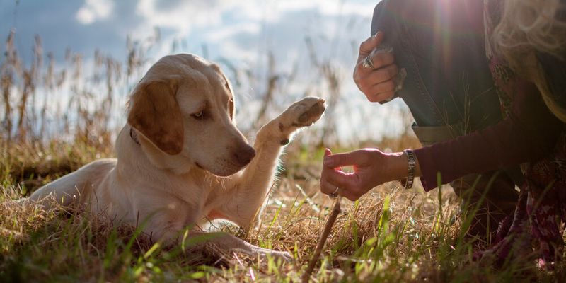 Hunden kann man nichts vormachen, heißt es. Sie durchschauen uns immer. Doch verstehen sie wirklich unsere Absichten? Das hat ein Forscherteam nun anhand von Verhaltensstudien untersucht. Hunden kann man nichts vormachen, heißt es. Sie durchschauen uns immer. Doch verstehen sie wirklich unsere Absichten? Das hat ein Forscherteam nun anhand von Verhaltensstudien untersucht.