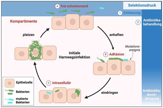 Grafische Darstellung des mathematischen Modells von Harnwegsinfektionen. Die Bakterienpopulation in der Blase wird in drei Bereiche unterteilt: (a) freischwimmend, (b) Adhäsion und (c) intrazellulär. Bakterien aus dem freischwimmenden Bereich können sich an die Blasenoberfläche anhaften und anschließend in die Epithelzellen eindringen, wodurch diese platzen und die Bakterien zurück in dem freischiwimmenden Bereich freigesetzt werden. Bakterien können zudem antibiotikaresistente Mutationen entwickeln. Selektionsdruck wird durch die Entleerung der Blase, die nur die planktonischen Bakterien betrifft, sowie durch Antibiotikabehandlungen. Letztere wirken auf alle Bakterien, jedoch können intrazelluläre Bakterien weniger betroffen sein, abhängig von der Durchlässigkeit des Antibiotikums.(Bild:  © de Azevedo-Lopes, A. (2024))