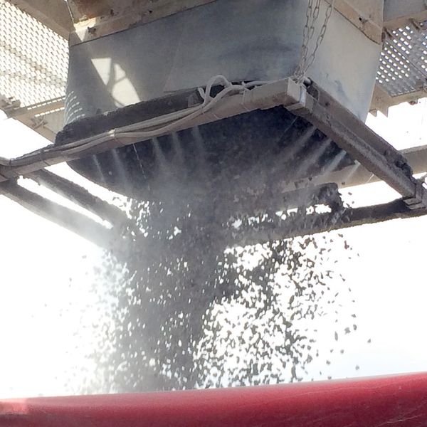 Freifallstrom durchnebeln – Das staubaktive Material wird durchdrungen und der enthaltene Staubanteil befeuchtet. Ziel ist es, den Staub möglichst vor seiner Entstehung zu binden, so dass eine Staubverwirbelung gar nicht erst entstehen kann. (Bild: Terz – Nebolex)