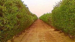 Jojoba-Plantagen: Eine Studie der Universität Hohenheim zeigt, wo sie am effektivsten dazu beitragen können, dem Klimawandel entgegenzuwirken. (Universität Hohenheim / Oliver Branch)