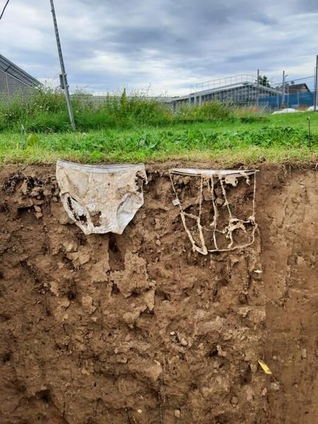 Slightly or heavily decomposed? The more active the soil organisms, the faster the cotton material decomposes.  (Source: Priska Koller/ Agroscope)