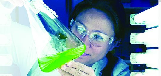 Dr. Melanie Oey von der University of Queensland untersucht im Labor das "neongrüne Gold".(Bild:  University of Queensland)