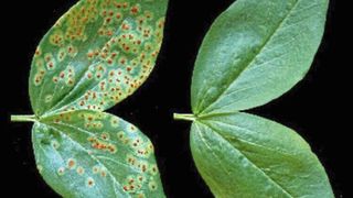 Die Unterschiede sind deutlich: Auf beide Ackerbohnen-Pflanzen wurden Sporen des Pilzes Uromyces viciae-fabae gegeben. Die linke Pflanze ist unbehandelt und man sieht den Pilzbefall deutlich. Die rechte Pflanze wurde mit der Säure behandelt. Hier konnte der Pilz keinen Schaden anrichten. (Bild: Perino et al. in Phytopathology)