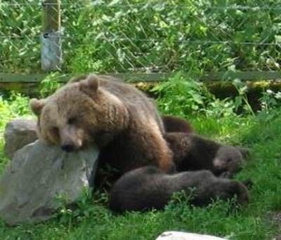Der „russische Bär“ ist (wirtschaftlich) müde geworden. (Bild: commons.wikimedia.org)