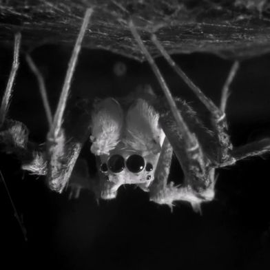 L'araignée sauteuse Portia fimbriata – en position de sommeil, la tête en bas sous la toile qu'elle a tissée elle-même. Des chercheurs de Bonn ont cherché à savoir si elle rêvait également. (Image :Daniela C. Rößler)