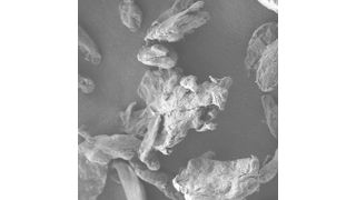 Scanning electron microscope image of cellulose particles from beech wood, which are used in various dental and personal care products. (Fraunhofer IMWS)