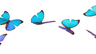 Die Flügel des Blauen Morphofalters erscheinen blau aufgrund ihrer Nanostruktur. Forscher der Universität Shenzhen haben eine Spezialfolie entwickelt, die diese Strukturen nachahmt. Sie hat eine kühlende Wirkung, da sie kein Licht und auch keine Wärme absorbiert. (Bild: Vitalina Rybakova - stock.adobe.com)