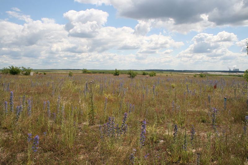 Überblick über das Hühnerwasser-Gelände mit Gewöhnlichem Natternkopf (Echium vulgare, blau) und Robinien (Robinia pseudoacacia) im Hintergrund.  (Bild: Michael Elmer/BTU Cottbus)