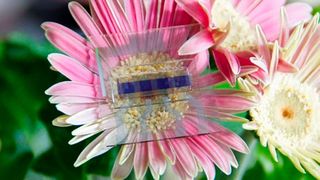 Eine organische Solarzelle besteht aus aufgedampften organischen Molekülen und aufgedampften Metallkontakten.

 (Christian Körner, Organic Electronics Saxony e.V.)