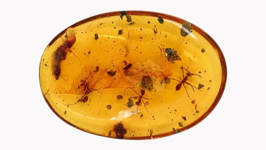 In Bernstein aus der Kreidezeit eingeschlossene Fossilien von drei weiblichen Ameisen und einer Puppe (links).(Bild:  Shûhei Yamamoto)
