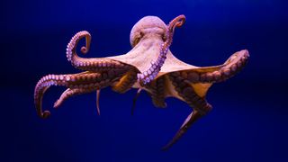 Beim Oktopus abgeschaut: Forschende haben eine filmähnliche Dünnschichtplattform entwickelt, die nicht nur ihre Farbe, sondern auch die Oberflächenstruktur dynamisch verändern kann. (Bild: AdobeStock_95634179_ CrazyForAnimeArt)