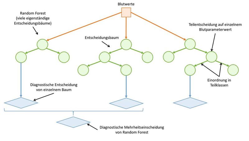 Abb. 2: Schematische Darstellung der Funktionsweise eines Random-Forest-Verfahrens mit paralleler schrittweiser Analyse und Beurteilung der Blutwerte in einzelnen Entscheidungsbäumen und Zusammenfassung der Entscheidungen zu einer Mehrheitsentscheidung.