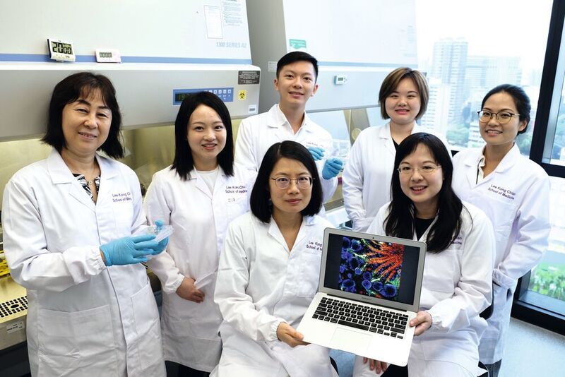 An international team of researchers led by Nanyang Technological University, Singapore (NTU Singapore) has grown ‘miniature kidneys’ in the laboratory. (Nanyang Technological University)