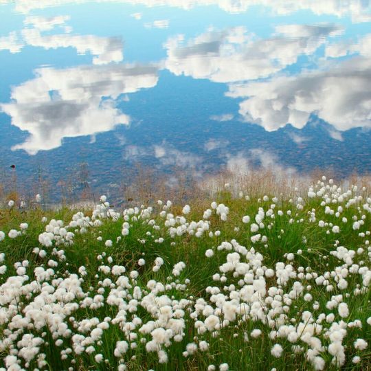 The broad expanses of tundra in Siberia and North America will be massively reduced, as the treeline, which is already slowly changing, rapidly advances northward in the near future. The broad expanses of tundra in Siberia and North America will be massively reduced, as the treeline, which is already slowly changing, rapidly advances northward in the near future.
