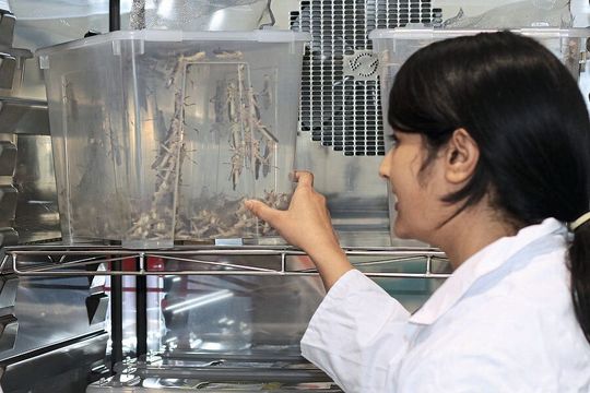 Anzucht von Grillen im Brutschrank Anzucht von Grillen im Brutschrank