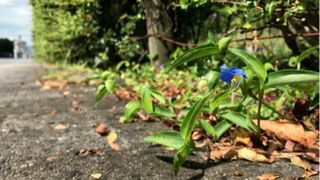 Kobe University ecologist Ushimaru Atushi has been studying the Asiatic dayflower, scientifically known as Commelina communis, for over 20 years and realized it grows vigorously in urban environments, making it an ideal subject for investigating the effects this environment has on plants.  (Source: © Nakata Taichi et al., Journal of Ecology 2025 (DOI 10.1111/1365-2745.70193) (CC BY-NC-SA))