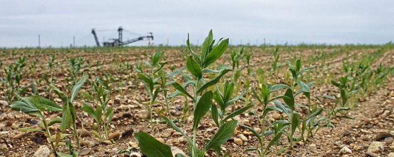 Feldlabore für ressourceneffiziente Pflanzenproduktion im Tagebau Hambach, hier mit der Färberdistel.(Bild:  Forschungszentrum Jülich/BioökonomieREVIER/Anke Krüger)