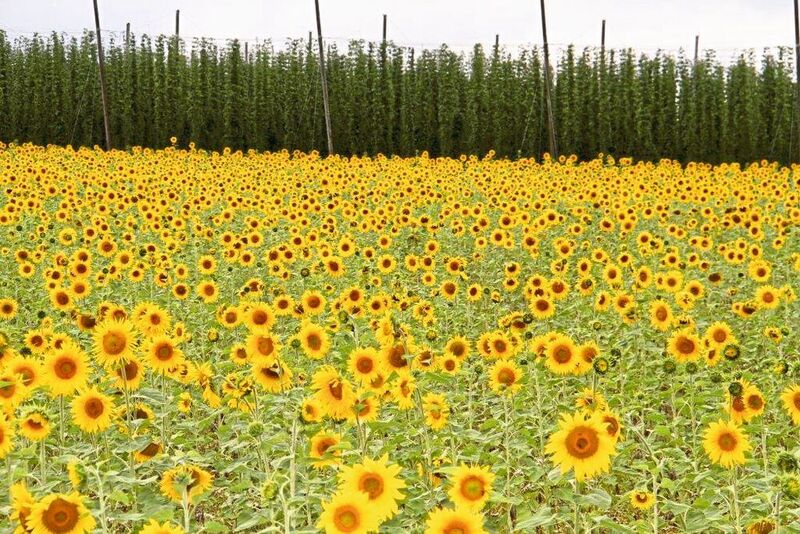 Sonnenblumenfeld in voller Blüte (K. Baumeister)