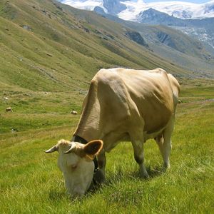 (Foto: wikimedia.org/Michael Schmid)