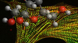 Fruktose bringt Herzmuskelzellen dazu, schneller und ohne negative Rückkopplung zu wachsen. (Montage: Peter Mirtschnik / ETH Zürich)