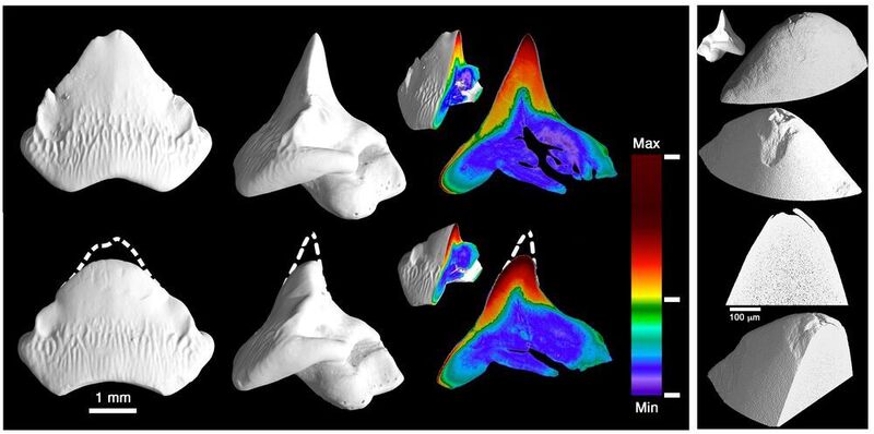 Hochaufgelöste Röntgen-Mikrotomographie-Aufnahmen von Zähnen des Port-Jackson-Hais. Oben im linken Bild ist ein recht frischer Zahn zu sehen, der kaum Abnutzungserscheinungen zeigt. Darunter ist ein Zahn dargestellt, der schon länger benutzt wurde und deutlichen Verschleiß aufweist, aber weiterhin spitz ist. Im Querschnitt ist die Materialdichte farblich gekennzeichnet, blau-grün entspricht Zahnbein, gelb bis rot Zahnschmelz. Im rechten Bild markieren die Pfeile die seitlichen Abbruchkanten an einem Zahn. (© Max-Planck-Institut für Kolloid- und Grenzflächenforschung/Nature Communications 2020 )