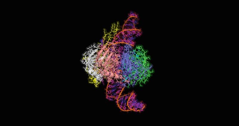 Das Spleißosom - Editor des genetischen Films  Die DNA in unseren Zellen enthält Informationen für die Produktion von Proteinen, aber nicht alles davon wird benötigt. Es gibt Abschnitte, die nützlich sind (Exons) und solche, die nicht nützlich sind (Introns). Um sich beim Lesen der DAN auf das Wesentliche zu konzentrieren, gibt es die Spleißreaktion. Sie ist wie ein Schneide- und Klebeprozess, der von einer speziellen Maschine namens Spleißosom durchgeführt wird. Das Spleißosom überprüft Messenger-RNA-Moleküle, um die Anfangs- und Endpunkte jeder codierenden Sequenz zu identifizieren und fügt diese präzise zusammen. Dies ist von entscheidender Bedeutung, da Ungenauigkeiten in diesem Prozess gravierende Auswirkungen auf die Genexpression haben können.  Lesetipp: RNA-Forschung für gesündere Herzen Hier finden Sie mehr Informationen zur Spleißreaktion.  (Bild: © MedBioChem - stock.adobe.com)