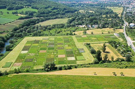 Die Artenvielfalt von Pflanzen und Bodenmikroorganismen trägt im Experiment zur effizienten Nutzung von Phosphor bei. Die Artenvielfalt von Pflanzen und Bodenmikroorganismen trägt im Experiment zur effizienten Nutzung von Phosphor bei.