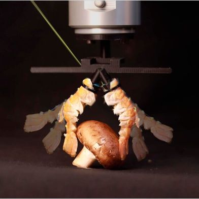 Roboter-Greifer aus Langustinen-Schwänzen: EPFL-Forschende kombinieren biologische Elemente mit synthetischen Komponenten. (Bild: EPFL)