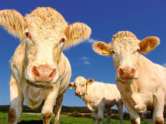 Werden Kühe zu Unrecht als Klimakiller bezeichnet? Forscher am FBN haben herausgefunden, dass die Klimaziele bei Methan mit einer effizienten Landwirtschaft erreicht werden können. Werden Kühe zu Unrecht als Klimakiller bezeichnet? Forscher am FBN haben herausgefunden, dass die Klimaziele bei Methan mit einer effizienten Landwirtschaft erreicht werden können.