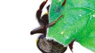 Eine Erdhummel sticht mit ihrer Zunge durch ein Blatt. (Bild: Hannier Pulido / ETH Zürich)