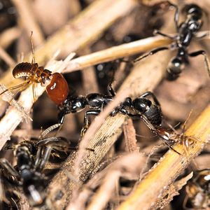 Eine Matabele-Ameise wird im Kampf von Termiten gebissen. (Bild:  Erik Frank / Uni Würzburg)
