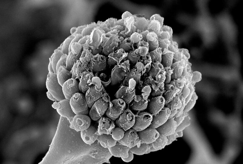 Die elektronenmikroskopische Aufnahme des Gießkannenschimmels (Aspergillus) zeigt deutlich, dass nach Behandlung mit dem körpereigenen Fungizid der Sporenträger des Pilzes zerstört ist. (Foto/Copyright: Kyaw Zaw Hein)
