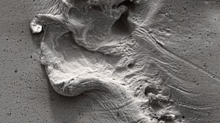 Elektronenmikroskopieaufnahme einer durch Kavitation in Wasser geschädigten Metalloberfläche aus Silber. (Bild: Dr. Fabian Reuter / Uni Magdeburg)