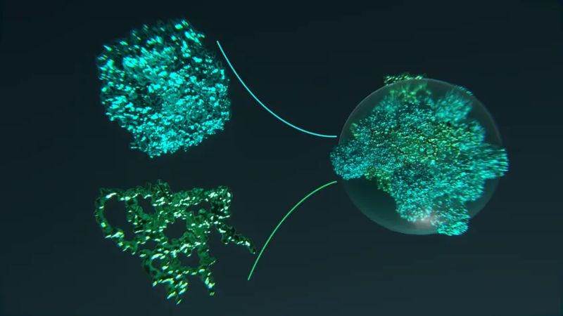 Kern der Photosynthese  Grünalgen erhöhen die Effizienz der CO2-Fixierung mithilfe des Pyrenoids – eines flüssigen Tropfens im Chloroplasten, der CO2 in unmittelbarer Nähe des Photosynthese-Enzyms Rubisco konzentriert. Forschende des Max-Planck-Instituts für terrestrische Mikrobiologie und der Universität Marburg reduzierten dieses Organell auf seine einfachste Form und entschlüsselten seine Evolution durch die Rekonstruktion uralter Proteine. Die neuen Erkenntnisse liefern einen entscheidenden Baustein für Wissenschaftler, um Photosynthese in Nutzpflanzen zu verbessern. Das Bild zeigt die Fusion des Photosynthese-Enzyms Rubisco (oben) mit dem Protein EPYC1 (unten). Dabei entstehen Kondensate (rechts), die die Aktivität von Rubisco steigern.   Hier geht‘s zur Originalmeldung Wissenschaftsbild des Tages vom 20.10.2026  (Bild: Max-Planck-Institut für multidisziplinäre Naturwissenschaften/Küffner)