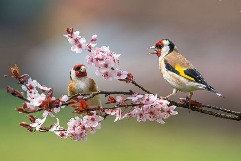 Es gibt nur 3 Feinde des Programmierers: Sonnenlicht, Frischluft und das unerträgliche Gebrüll der Vögel. (Ivan - stock.adobe.com)