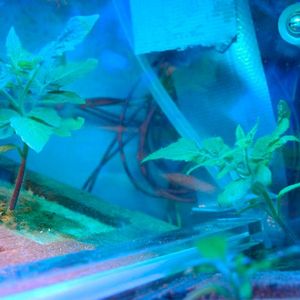 Tomatenpflanzen unter kontrollierten Bedinungen in der Schwerelosigkeit.(Bild:  DLR)