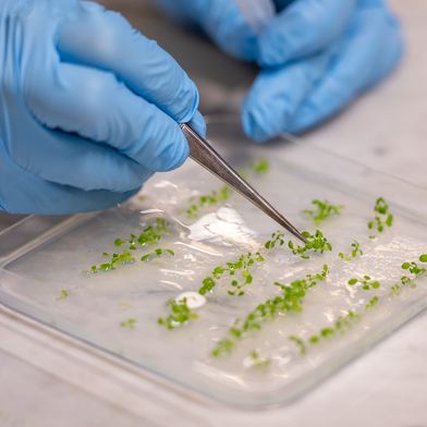 Die im Sensing Technologies Lab der Unibz hergestellten biohybriden Pflanzen absorbieren mehr Sonnenlicht. (Bild: Matteo Vegetti | unibz)