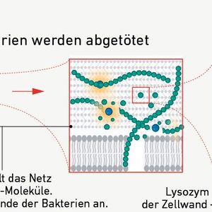 Teil 3: Das durch den Lichtpuls nun freie Lysozym greift die Zellwände der Bakterien an und eliminiert die Erreger so.(Bild:  Fig. 1 (verändert) /Xuan Q et al. / CC BY 4.0)