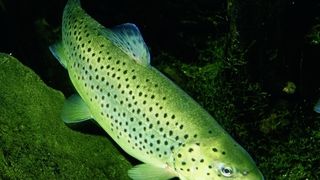 Abb.1 Der Triphenylmethanfarbstoff Malachitgrün findet traditionell Verwendung, um Aquakulturen vor Pilzinfektionen zu schützen. (Archiv: Vogel Business Media)