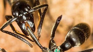 Eine Matabele-Ameise behandelt die Wunde einer Artgenossin mit einer antimikrobiellen Substanz. (Bild: Erik Frank / Uni Würzburg)