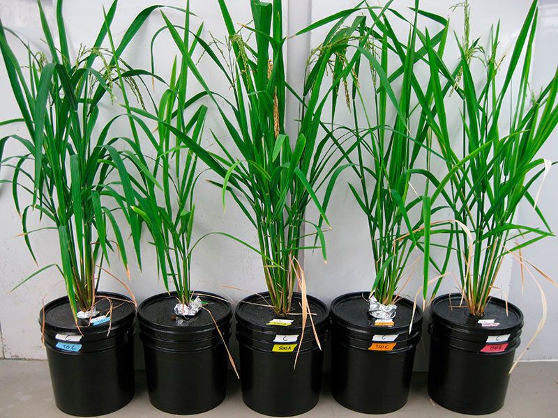 Rice plants growing hydroponically, meaning in nutrient solution without soil, under different arsenic and silicon levels. (Matt Limmer)