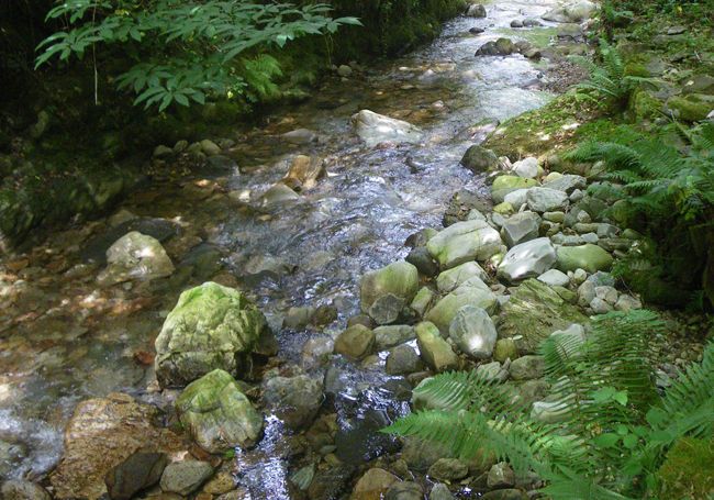 One of the sites of reference where the analysis of the bioaccumulation of metals of the Nalón River has been carried out. (Pilar Rodríguez-UPV/EHU))