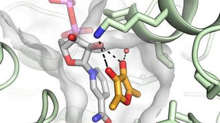 Die Detailsicht der Substratbindetasche (graue halbtransparente Oberfläche) zeigt die Übertragung zweier Elektronen von NADPH auf die Vorstufe des HDMF-Geruchsstoffs (orange-rote Ringstruktur). Dabei entsteht die Aromasubstanz HDMF. (Bild: A. Schiefner/TUM)