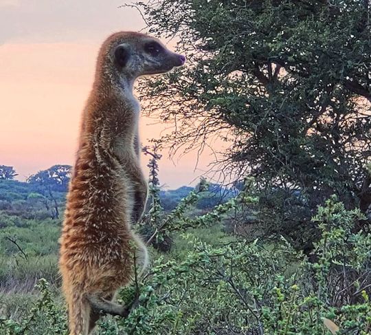 Erdmännchen balancieren auf Holz oder Gestrüpp, um nach Räubern Ausschau zu halten.(Bild:  Prof. Simone Sommer)