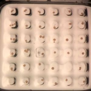 (BMF – Boston Micro Fabrication)