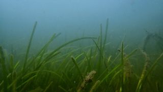 Insbesondere die Mikrobengemeinschaften auf gesunden Seegrasblättern wirken antibiotisch und können gefährliche Krankheitserreger effektiv reduzieren. Der Schutz und die Wiederherstellung von Seegraswiesen ist daher wichtiger denn je.  (Bild: Jana Schuster, Uni Oldenburg)