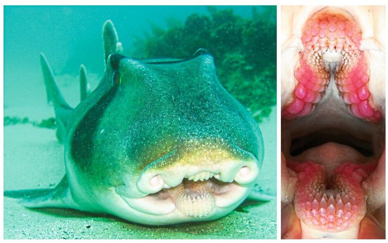 Revolvergebiss im Maul: Der Port-Jackson-Stierkopfhai verfügt über mehrere Zahnreihen, die sich ständig erneuern. Sowohl im Unterkiefer als auch im Oberkiefer liegen die spitzen Fangzähne vorne, weiter hinten im Gebiss befinden sich Mahlzähne. Ihre rote Farbe erhalten die Zähne von Seeigeln, einer häufigen Beute des Port-Jackson-Hais. (Bild: © Max-Planck-Institut für Kolloid- und Grenzflächenforschung/Nature Communications 2020 )