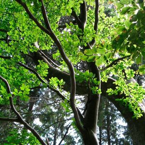Bäume erfüllen eine wichtige Aufgabe im globalen Kohlendioxid-Kreislauf. Mit voranschreitendem Klimawandel häufiger vorkommende Trockenphasen könnten diese beeinflussen.