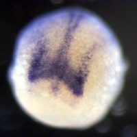 Products_AutoISHIC-e1488550081891.jpg (CEM GmbH)