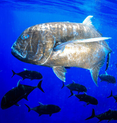 Stachelmakrelen sind eine von vielen Fischgruppen, die drei Opsin-Gene zur Wahrnehmung von Blautönen besitzen. (Foto: Tane Sinclair-Taylor)